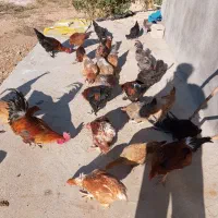 فروش مرغ و خروس محلی