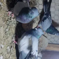 کبوتر درجه یک|پرنده|میانه, |دیوار