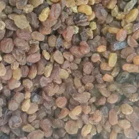 کشمش درجه یک پلویی و قلمی کاشمر