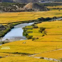 برنج کامفیروزی درجه یک|خوردنی و آشامیدنی|یزد, |دیوار