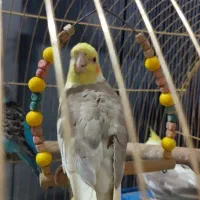 عروس هلندی نر