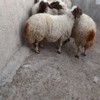 گوسفند|حیوانات مزرعه|گوآور, |دیوار