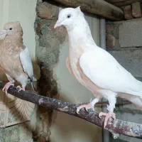 جفت کبوتر زرد|پرنده|سلماس, |دیوار