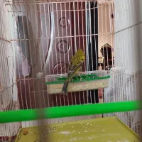 قناریسبز|پرنده|شیراز, شهرک صادقیه|دیوار