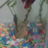 یک جفت فایتر مولد|ماهی|قم, پردیسان|دیوار