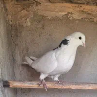 کبوتر|پرنده|تهران, کرمان|دیوار