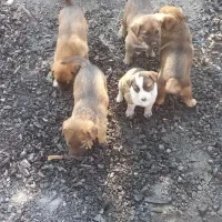 توله سگ مجانی