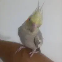 عروس هلندی ۲ماهه