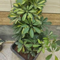 گل طبیعی|گل و گیاه طبیعی|شهرکرد, |دیوار