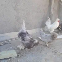 مرغ خروس لهستانی