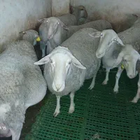 فروش میش و بره ماده لاکن فرانسوی|حیوانات مزرعه|اصفهان, قائمیه|دیوار