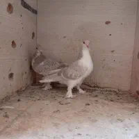 دمگیر ابری پاپر|پرنده|اصفهان, جی شیر|دیوار