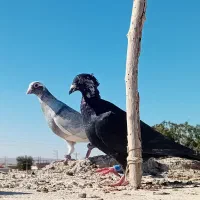 چندتا نریک ماده کفترای جوین|پرنده|سبزوار, توحیدشهر|دیوار