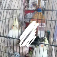 عروس هلندی|پرنده|شیراز, شیخ علی چوپان|دیوار