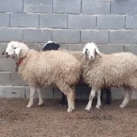 بره ماده،دوبهر،تقلی،میش،بز|حیوانات مزرعه|مبارکه, |دیوار