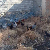 فروش یه گله مرغ وخروس داشتی|حیوانات مزرعه|بانه, |دیوار