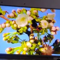 ۴۳اینچ الجی پایه بغل