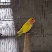 مرغ عشق انگلیسی وکوتوله وعروس هلندی مولد|پرنده|قم, هنرستان|دیوار