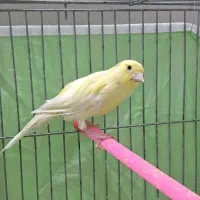 قناری ماده رنگ روشن|پرنده|شهرکرد, |دیوار