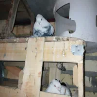 کفتر رنگی 8عدد|پرنده|فولادشهر, فولادشهر|دیوار