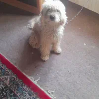 سگ پاکوتاه سفیدرنگ