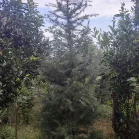 گل گیاه|گل و گیاه طبیعی|واجارگاه, |دیوار