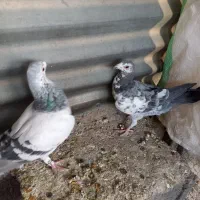بزک سبز جفت پلاکی