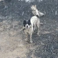 سگ خال مگسی|سگ|ساروق, |دیوار