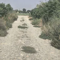 باغچه