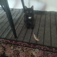واگذاری گربه