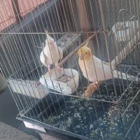 عروس هلندی دستی