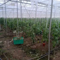 کار در گلخانه فلفل دلمه