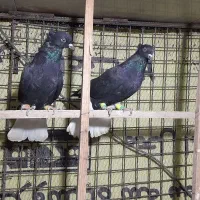 کبوتر رنگی|پرنده|قزوین, |دیوار