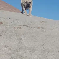 سگ سرابی۱۴ماهه