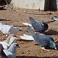 کبوتر رنگی هفرنگ