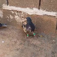 کفتر دو جفت شهری گل زرد شیش دونگ|پرنده|شیراز, تندگویان|دیوار