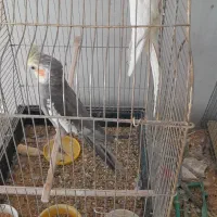 فروش پرنده|پرنده|رفسنجان, |دیوار