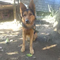 واگذاری سگ شولاین|سگ|لولمان, |دیوار