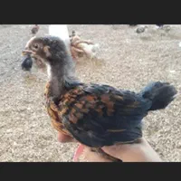 20000|حیوانات مزرعه|خاش, |دیوار