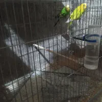 مرغ عشق تخم دار|پرنده|خرمدره, |دیوار