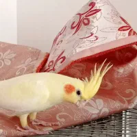 عروس هلندی|پرنده|قم, انسجام|دیوار