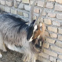 بزغاله نر بزغاله نر بزی  جلو رو نترس