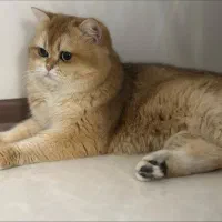 گربه بریتیش ny11 مناسب جفت گیری