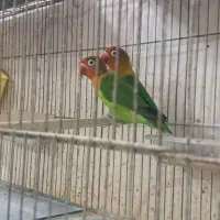 دو جفت کوتوله مولد|پرنده|میناب, |دیوار