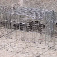 جفتدونی کبوتر