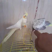 عروس هلندی|پرنده|کرباسک, |دیوار