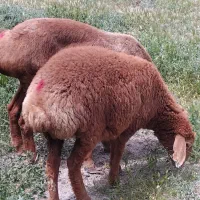 میش زاییده بره درشت     بزاستاق