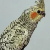 عروس هلندی همراه با جوجه|پرنده|کرمانشاه, |دیوار