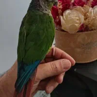 طوطی گرنچیک با طوطی برزلی سخنگو رقاص|پرنده|نظرآباد, رسالت|دیوار