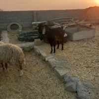 گاو و بز نر برایه فروش|حیوانات مزرعه|بندر ماهشهر, |دیوار